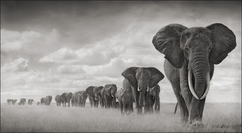 Elephants Walkng Through Grass 18inW