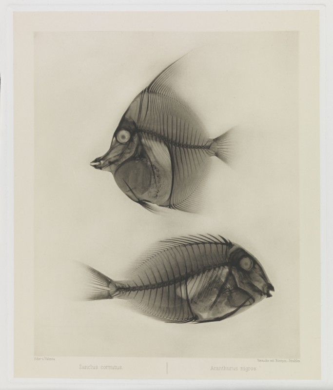 X Ray of Angelfish & Surgeonfish, 1896, Eduard Valenta & Josef Maria Eder ∏ National Media Museum, Bradford  SSPL