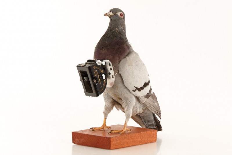 Pigeon Camera  International Spy Museum