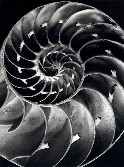 uerschnitt durch ein Nautilus Gehäuse 1940:41 © bpk : Alfred Ehrhardt Stiftung