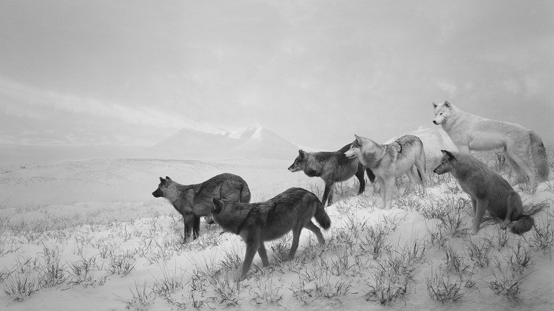 HP_Alaskan Wolves, 1994(0)