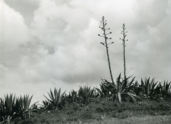 Alfred Ehrhardt, Agaven mit zwei sechs Meter hohen Blüten-“Stengeln“, 1951, © bpk : Alfred Ehrhardt Stiftung