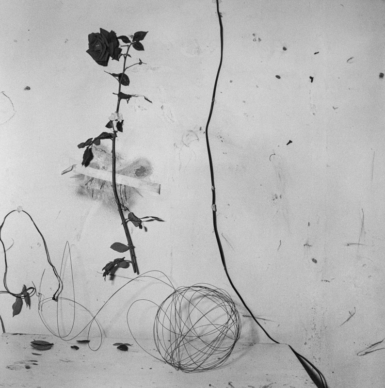 Roger Ballen - Taped Rose, 2002