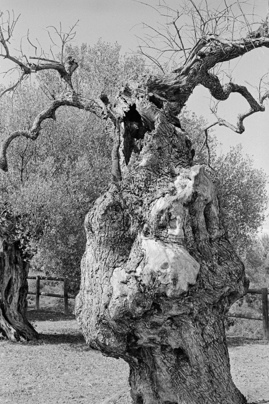 Olive tree, La Jana, Spain, 2023