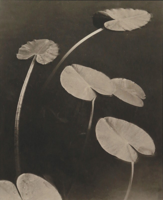 © Koichiro Kurita 'Floating Leaves', 1998  Courtsy Johanna Breede Kopie