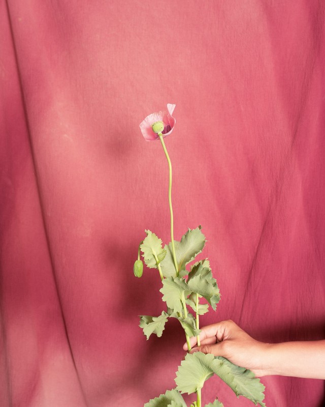 05_pao-houa-her-opium-flower-pink-fabric