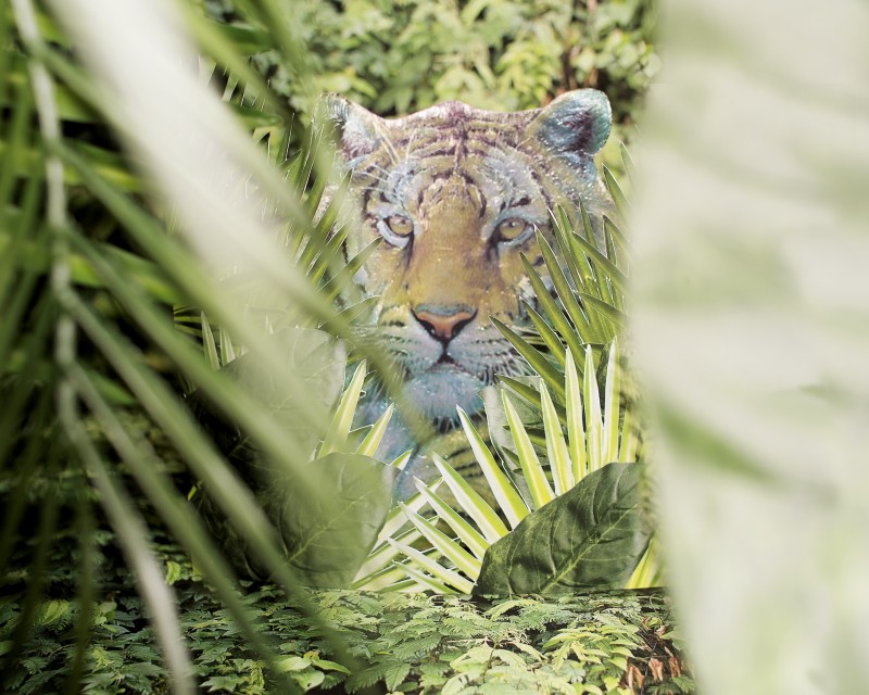 06_pao-houa-her-jungle-tiger