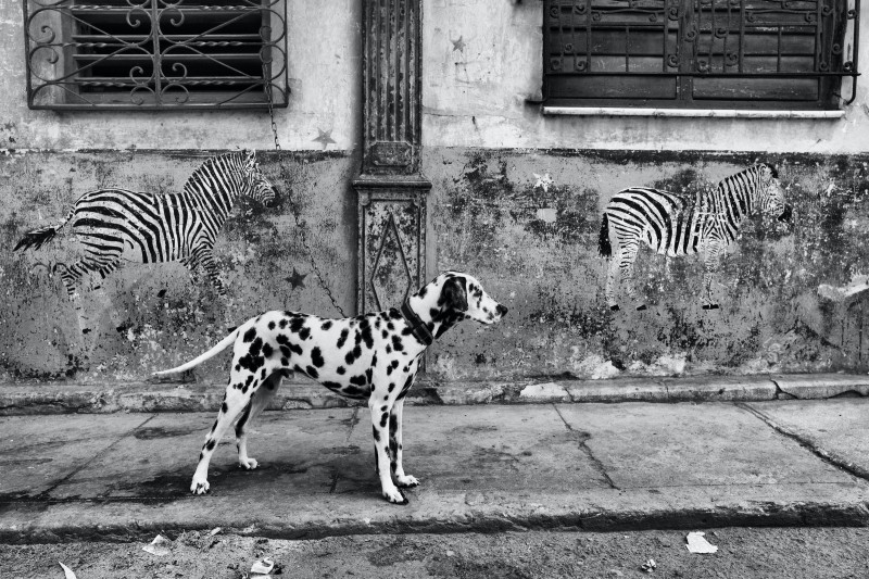 perro y cebras (La Habana 2016)