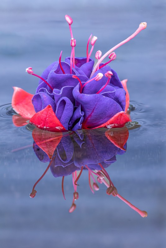 Floating Flower