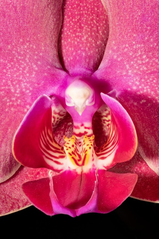 Orchid Detail