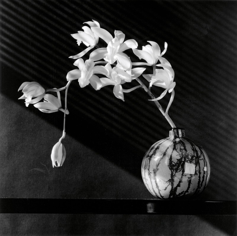 6_Robert Mapplethorpe, Orchid, 1987, silver gelatin print,  copyright The Robert Mapplethorpe Foundation, used with permission