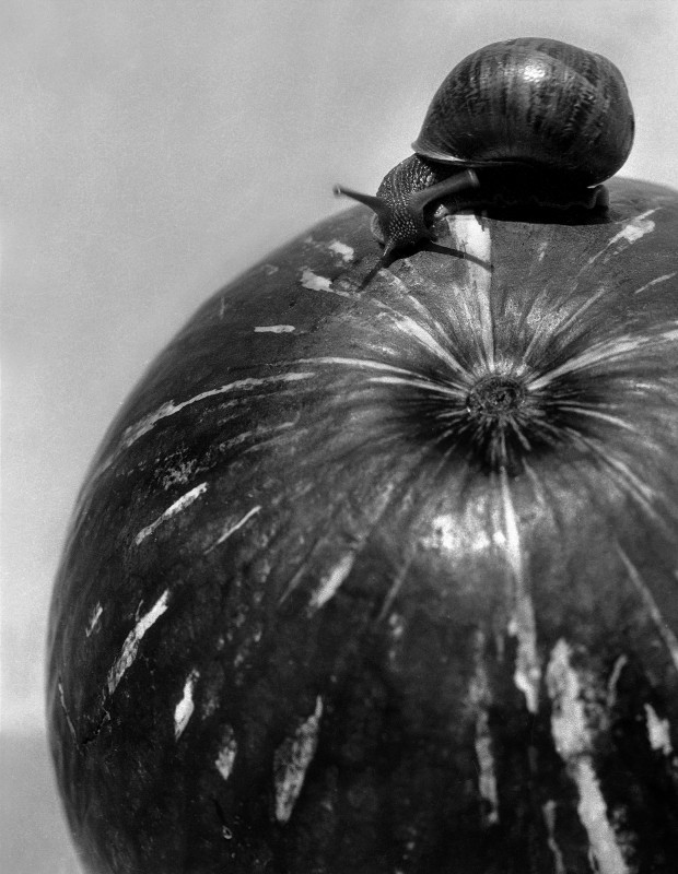 Calabaza y Caracol, 1928