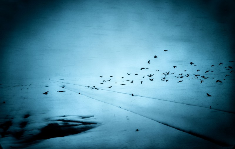 Ogawa Yasuhiro_Crows on Wintery Field_Into the Silence_courtesy Gallery Buchkunst Berlin